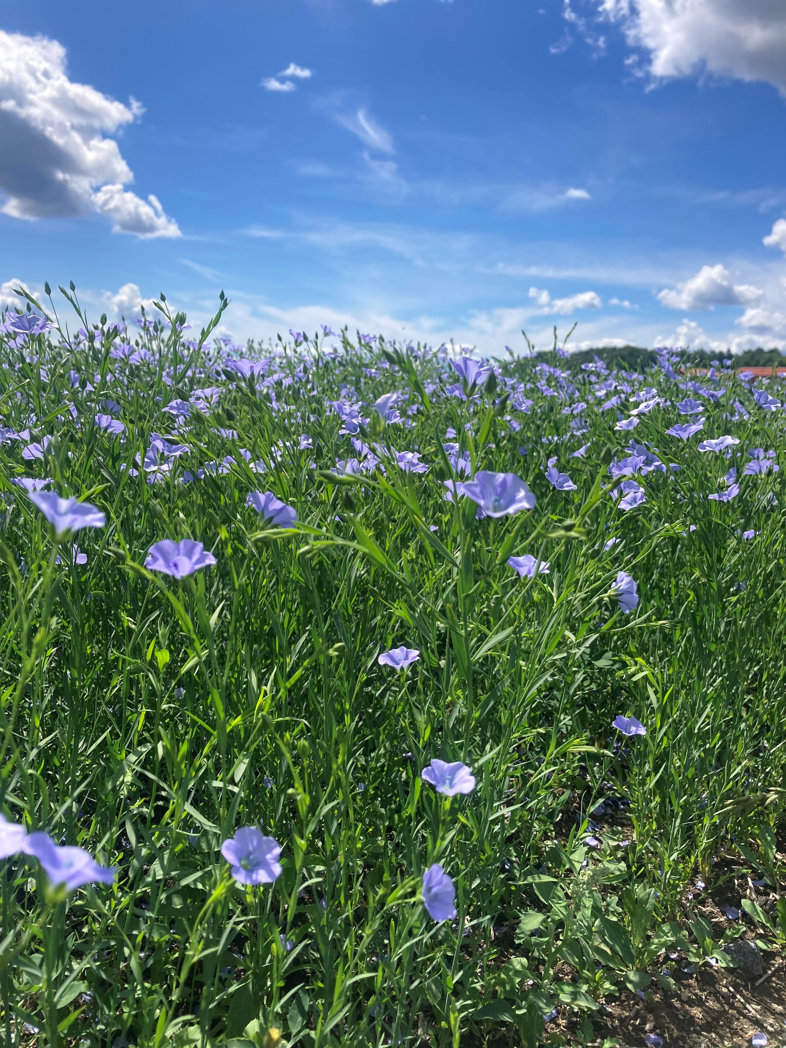bild på en äng med blå blommor 