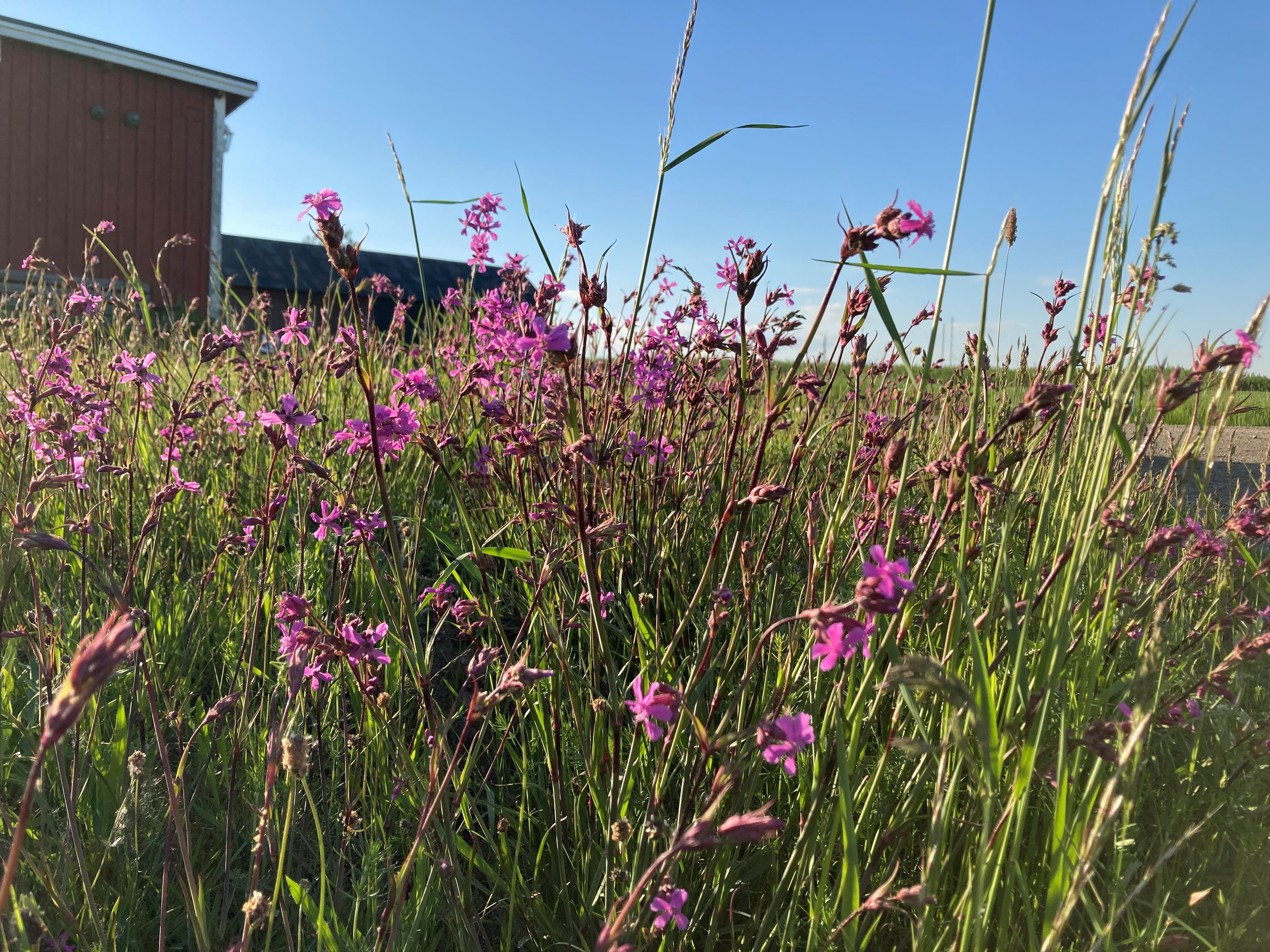 Rosa blommor i motsol 