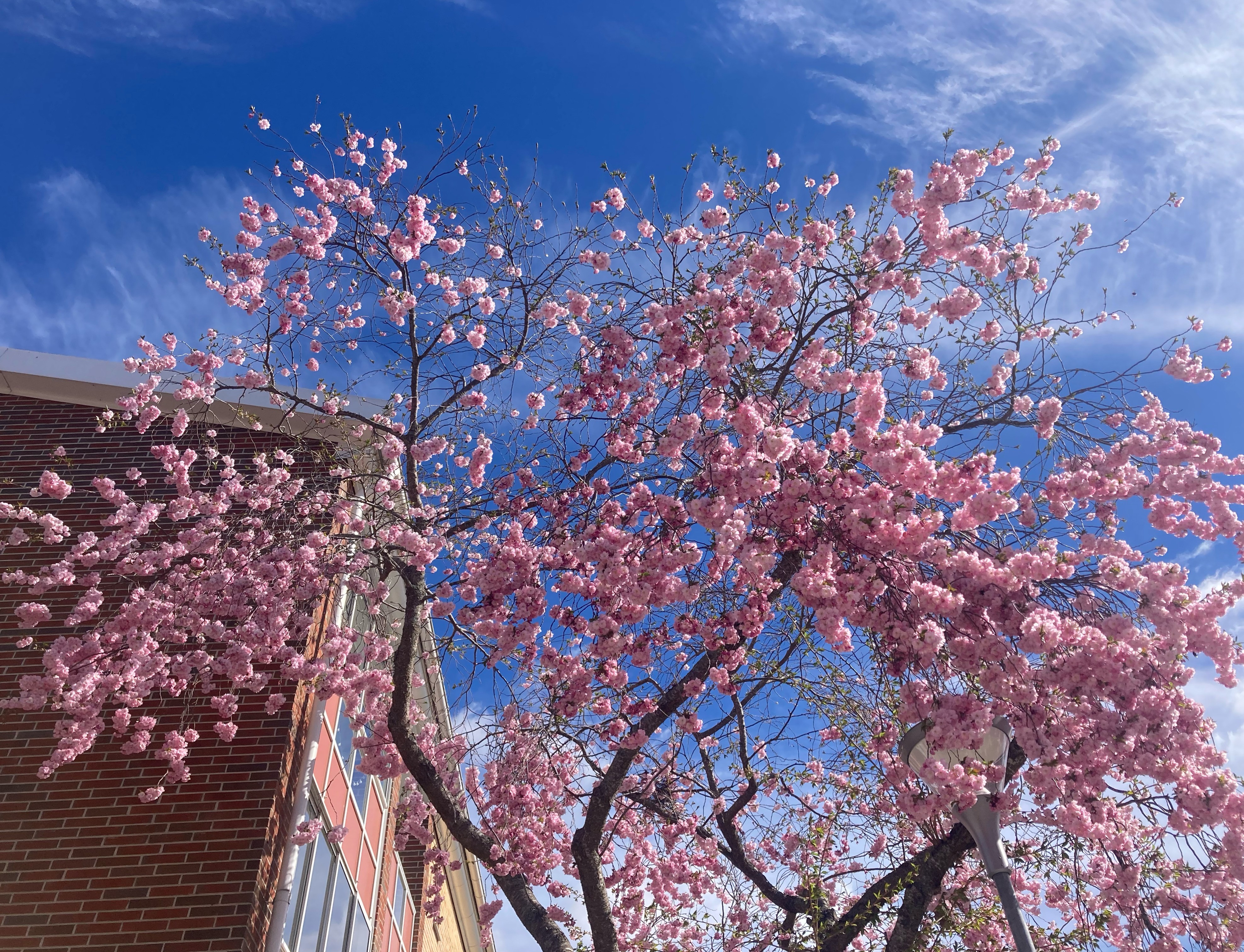 Bild på ett körsbärsträd