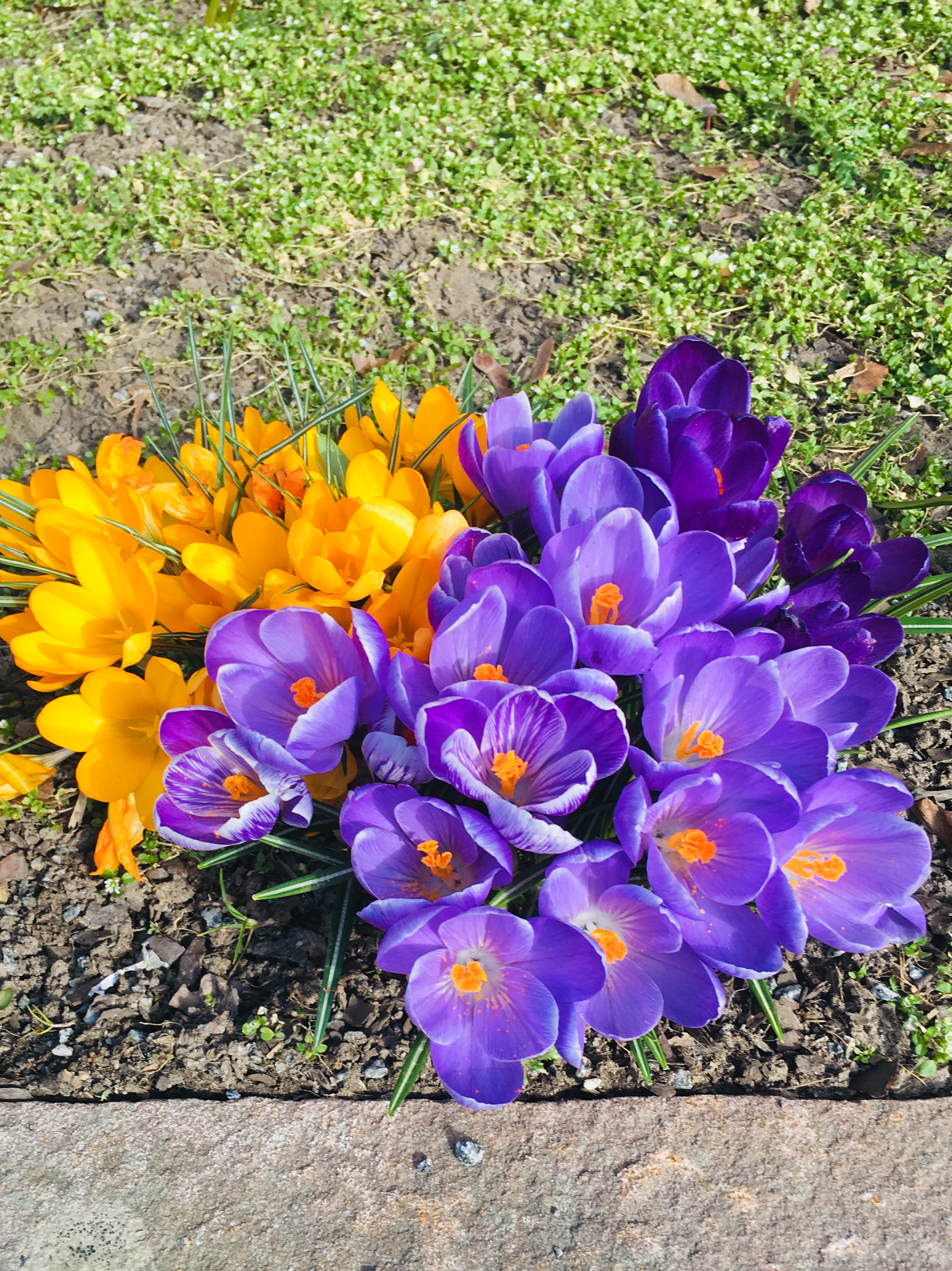 vårblommor 