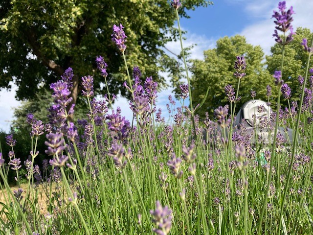 lavendel