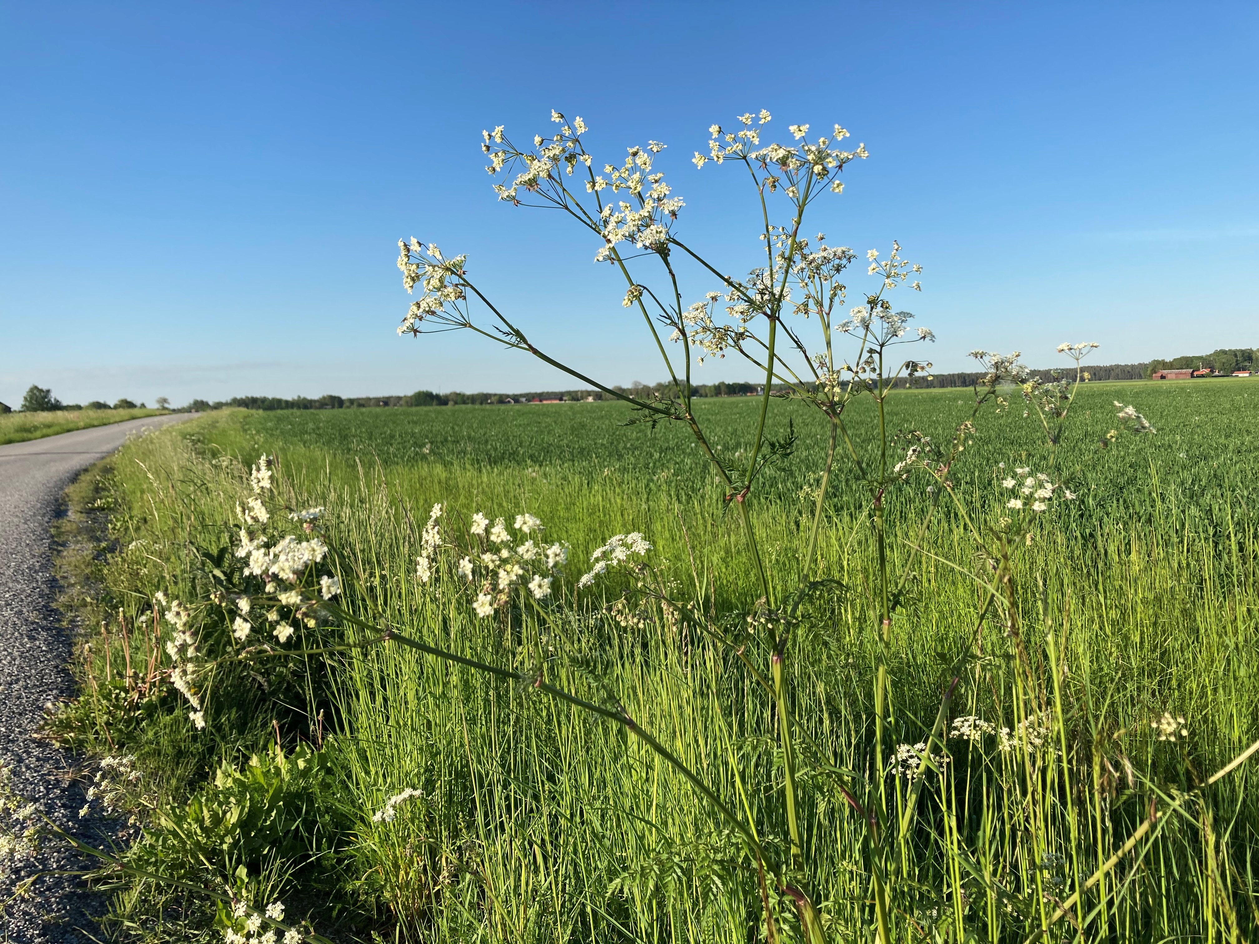 Landsväg med blomman hundkex 