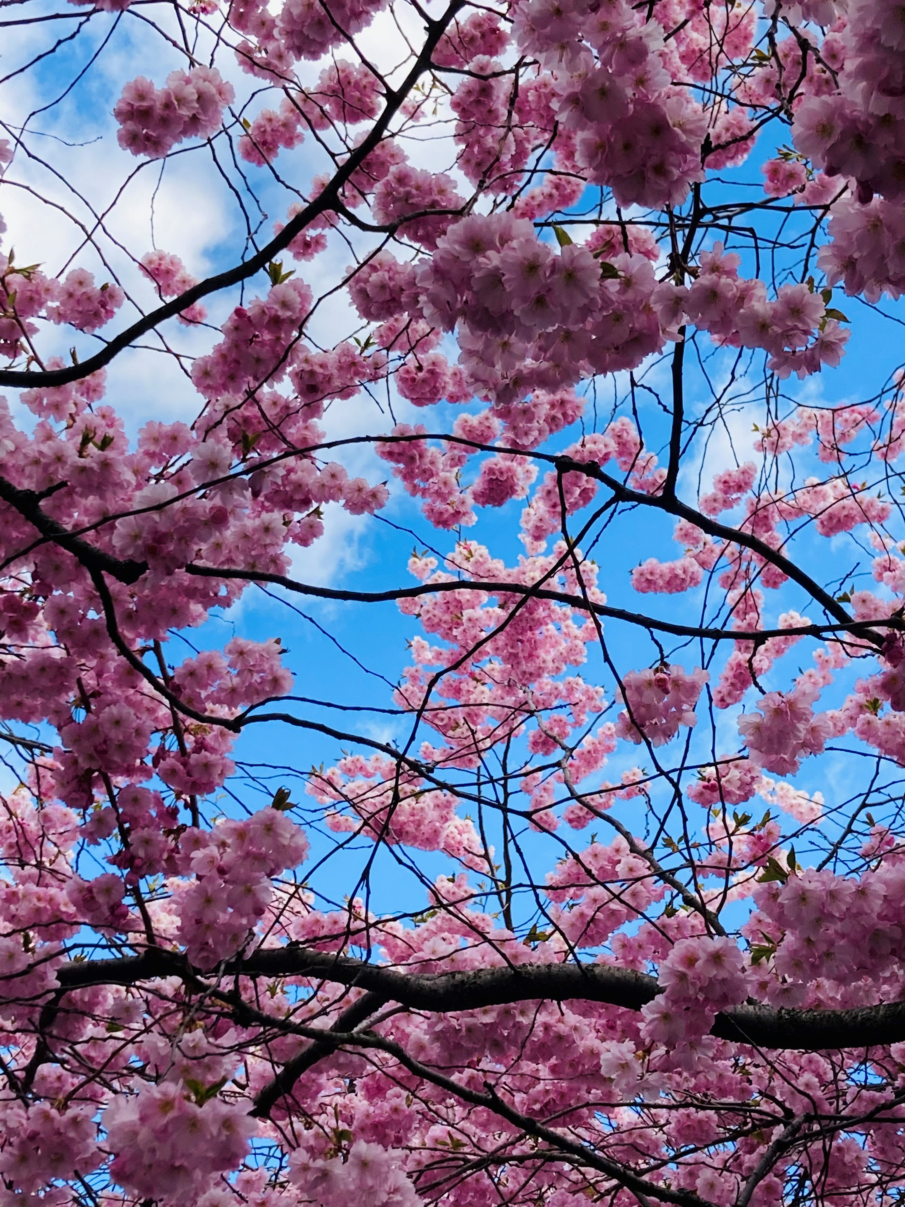 Bild på körsbärsblommor 