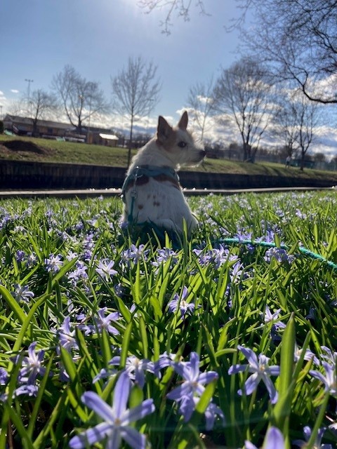 Hund och vårblommor