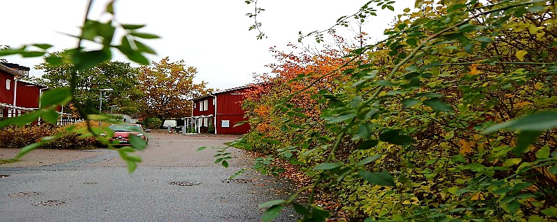 bild på buskage